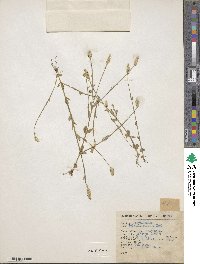 Image of Polygala crinita