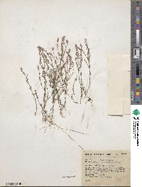 Polygala glochidiata image