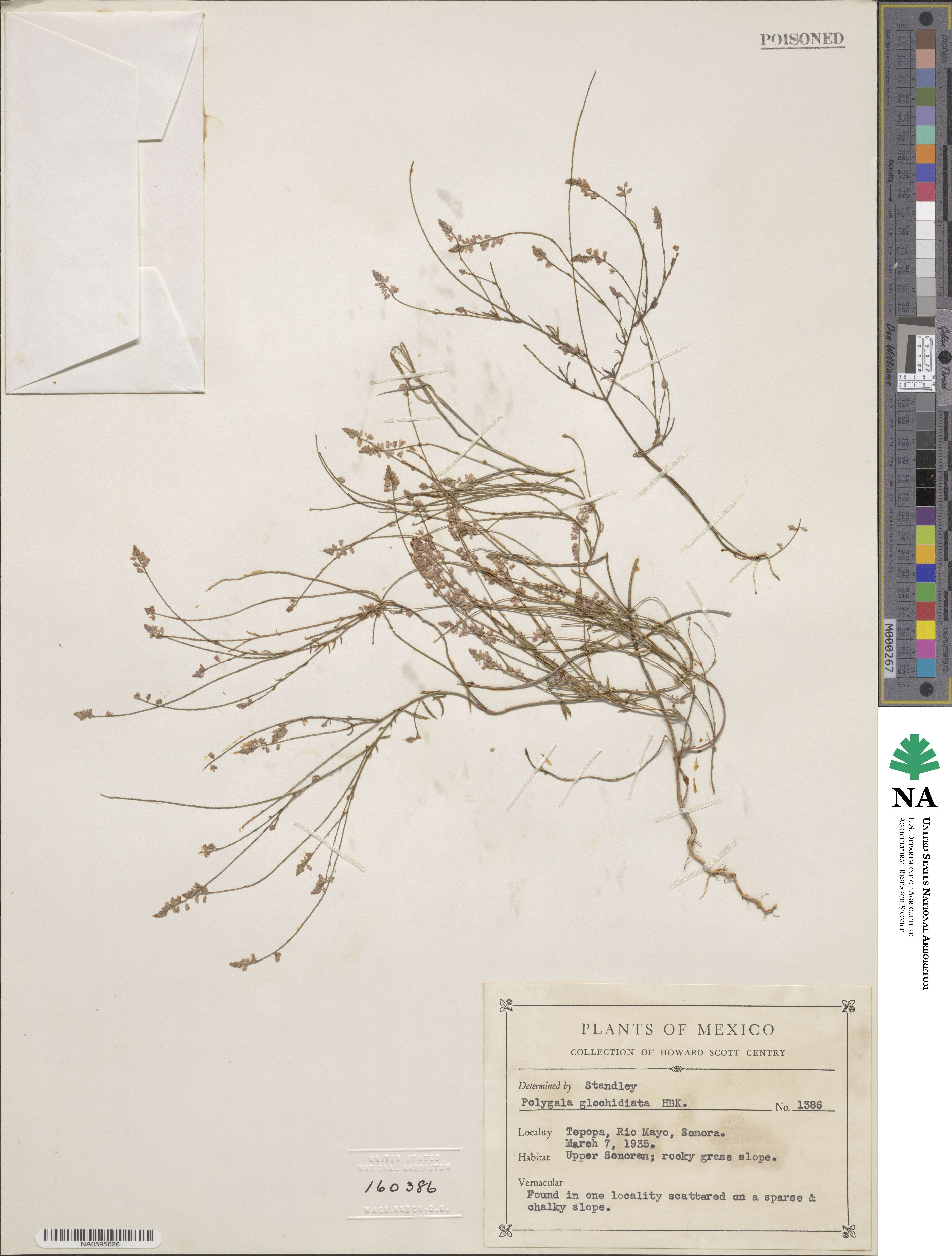 Polygala glochidiata image