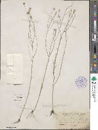 Polygala longicaulis image