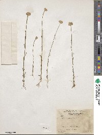 Polygala longicaulis image