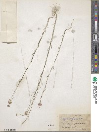 Polygala longicaulis image