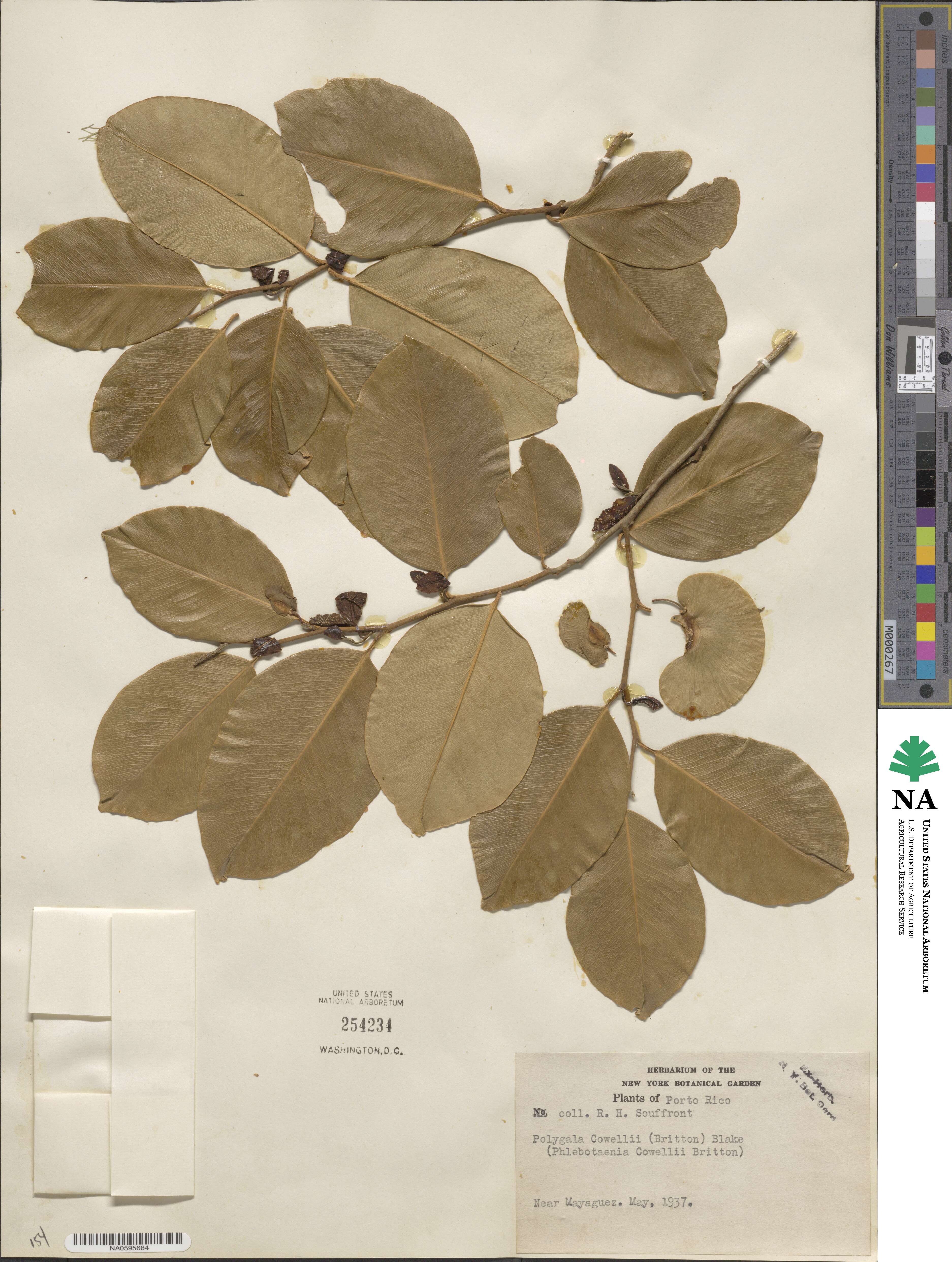 Phlebotaenia cowellii image