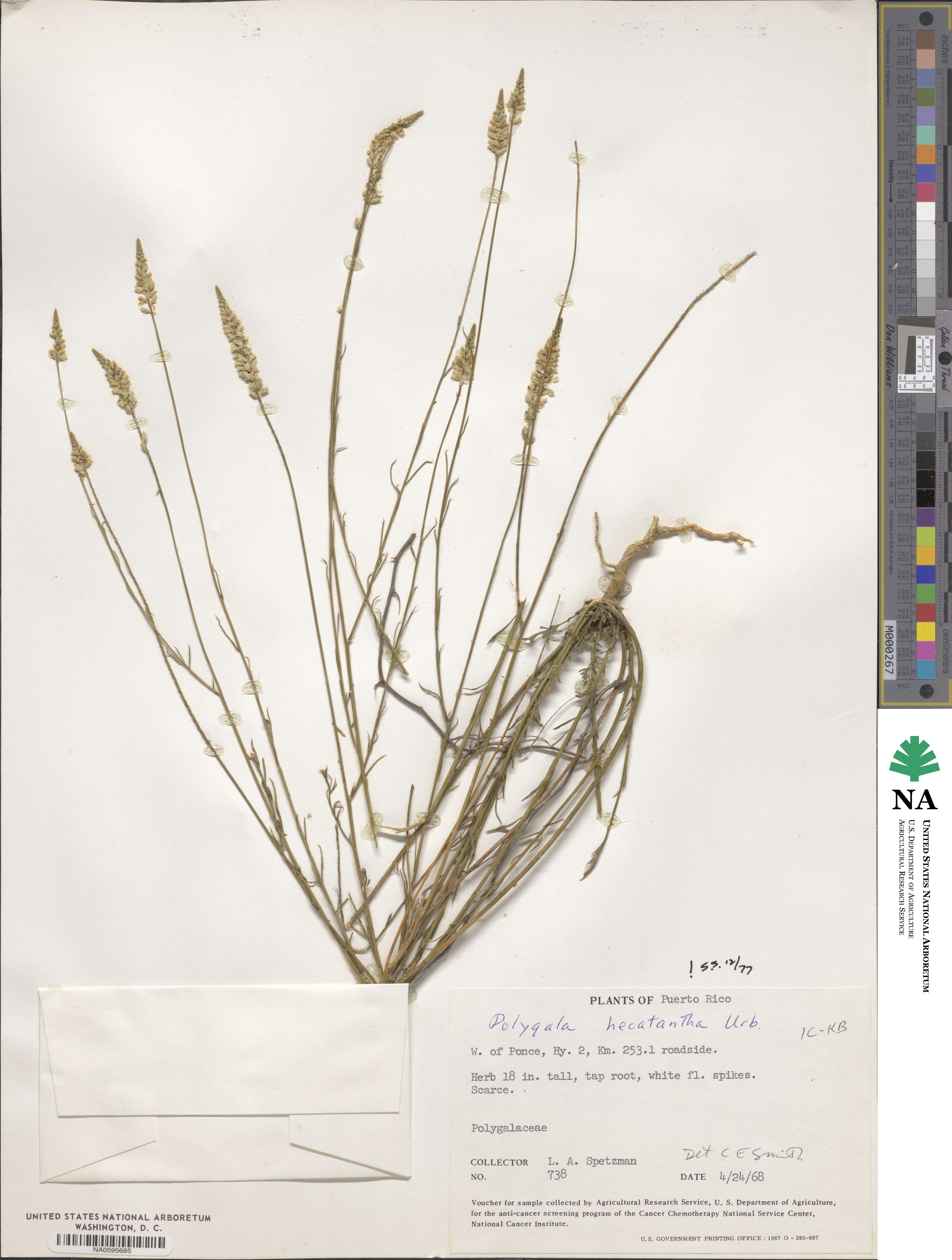 Polygala hecatantha image