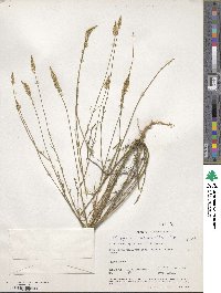 Image of Polygala hecatantha