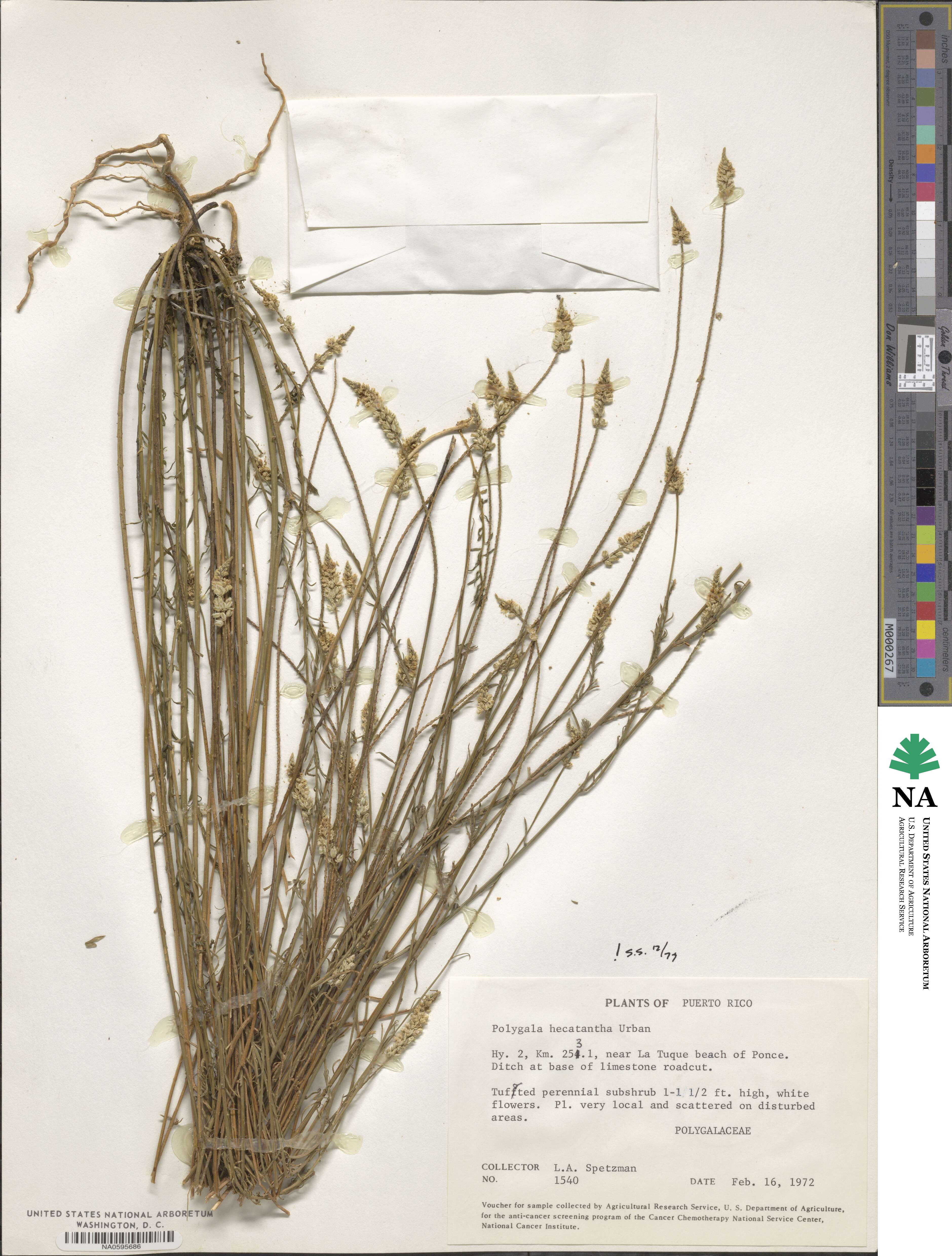 Polygala hecatantha image
