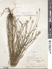 Polygala hecatantha image