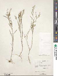 Asemeia grandiflora image