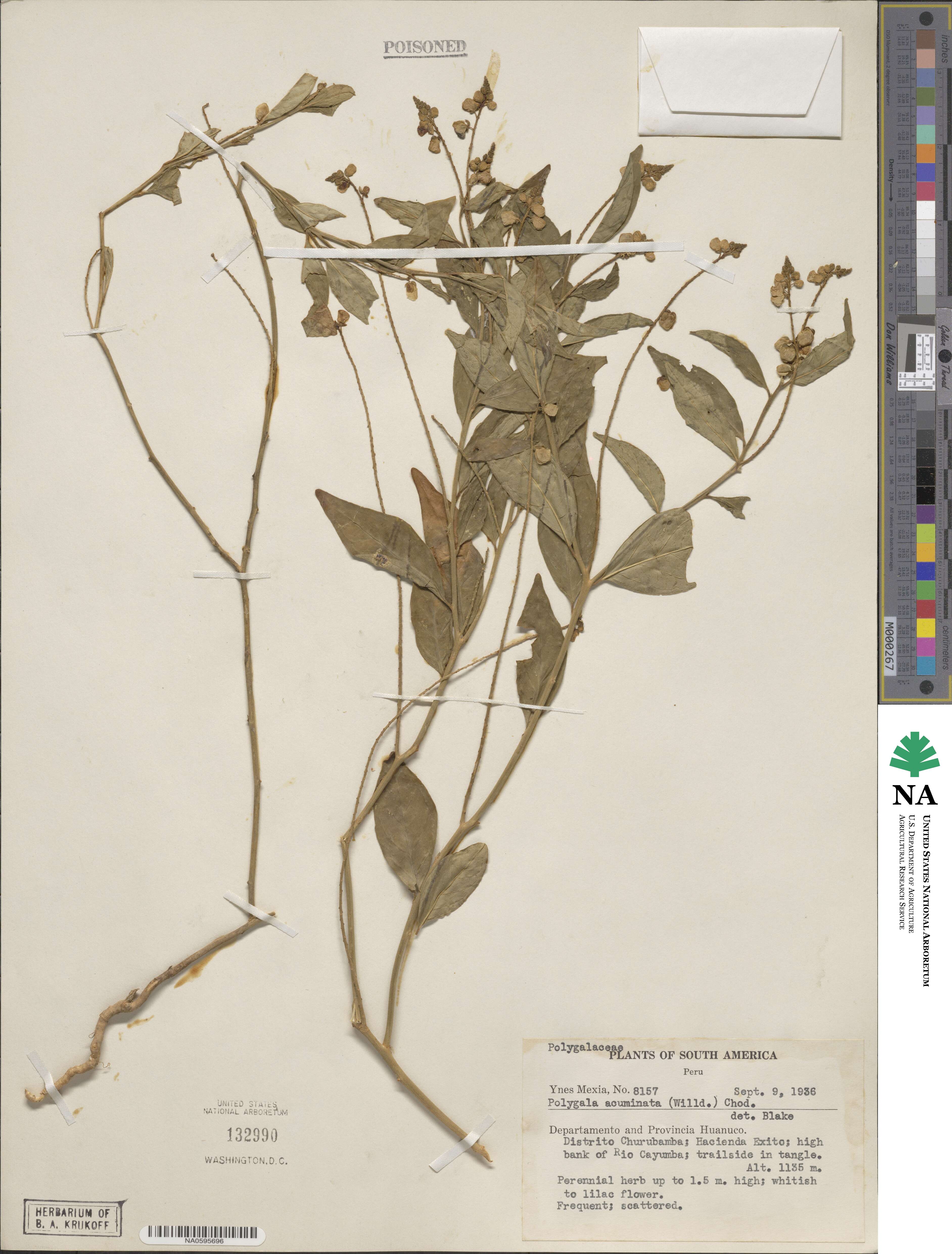 Polygala acuminata image