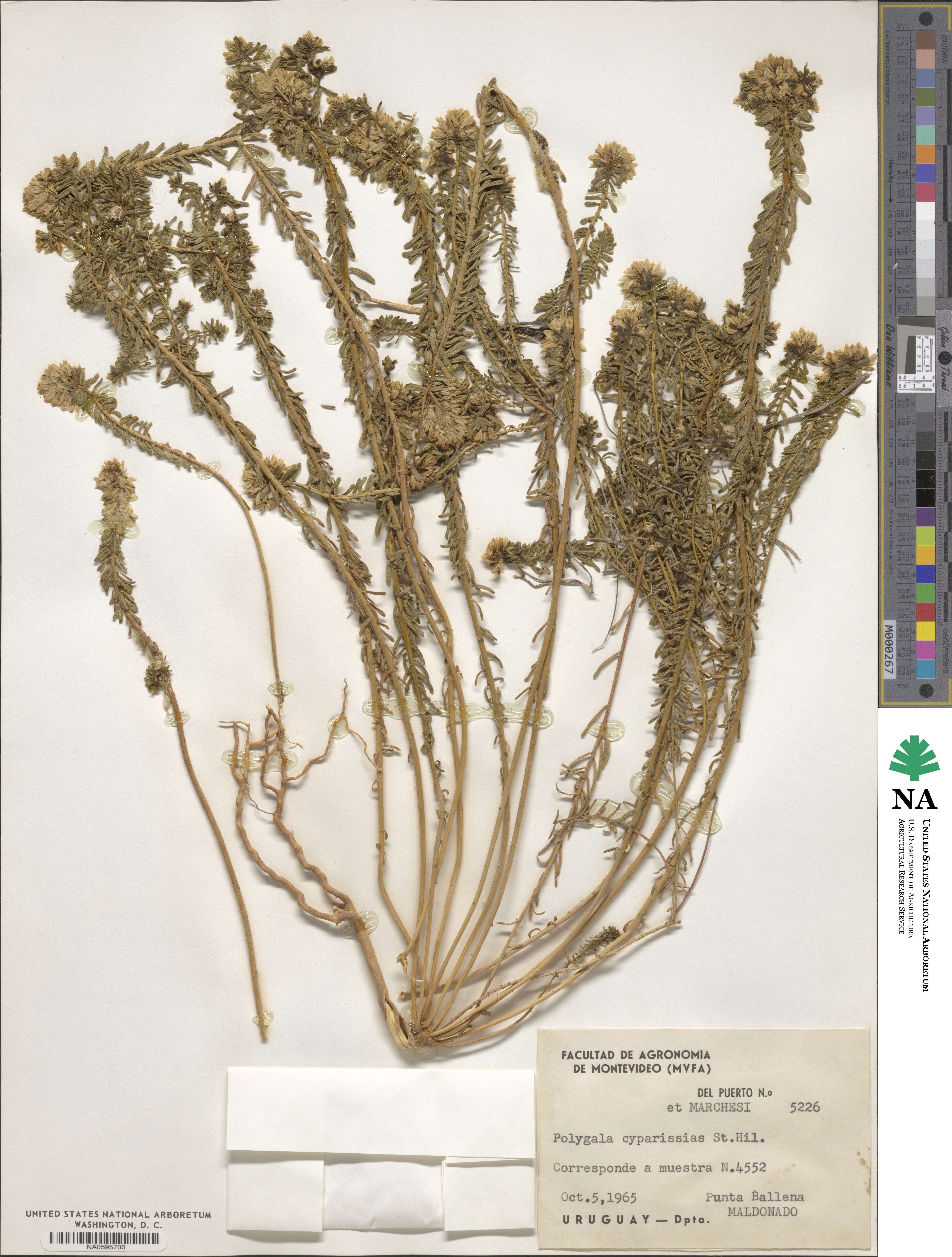 Polygala cyparissias image