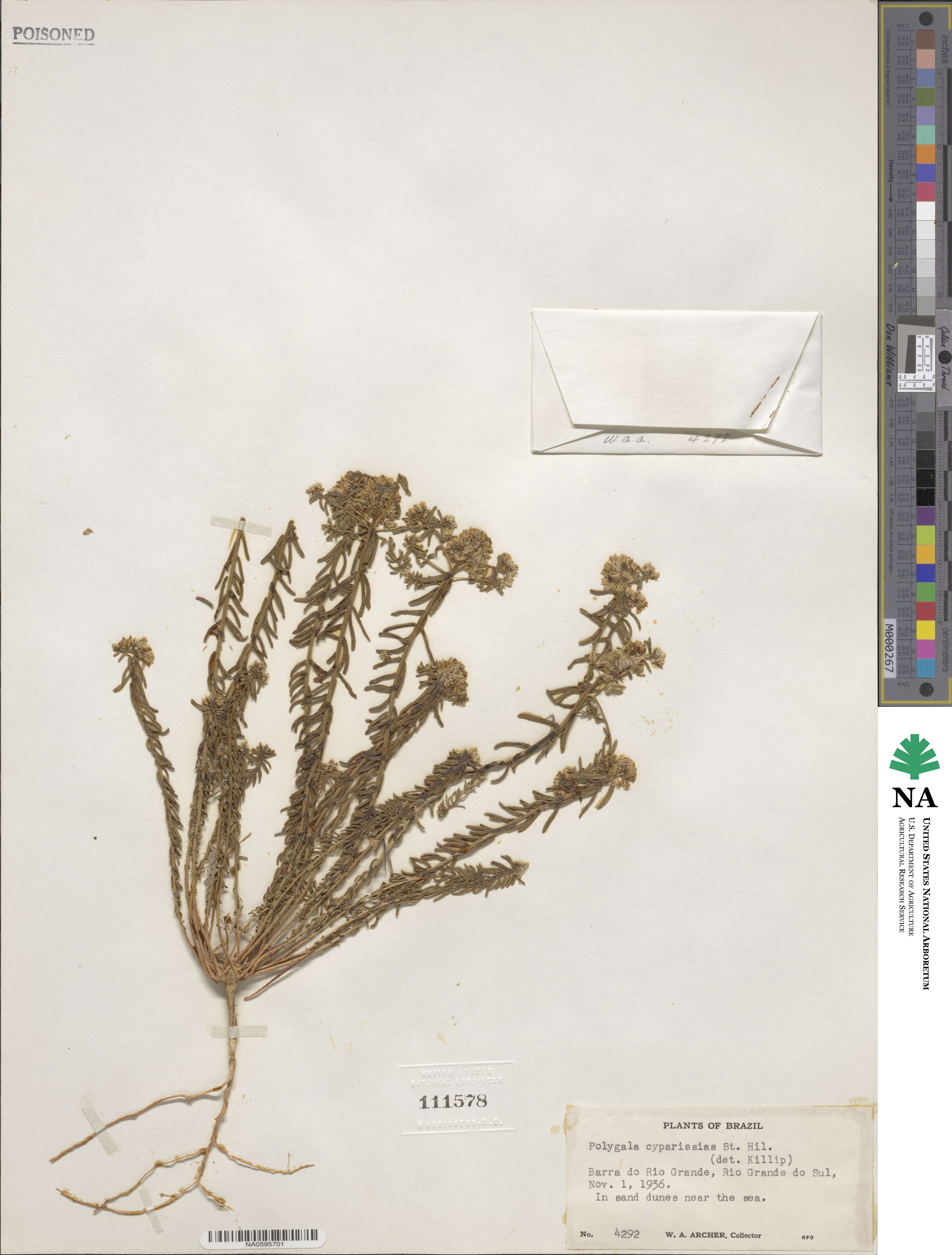 Polygala cyparissias image