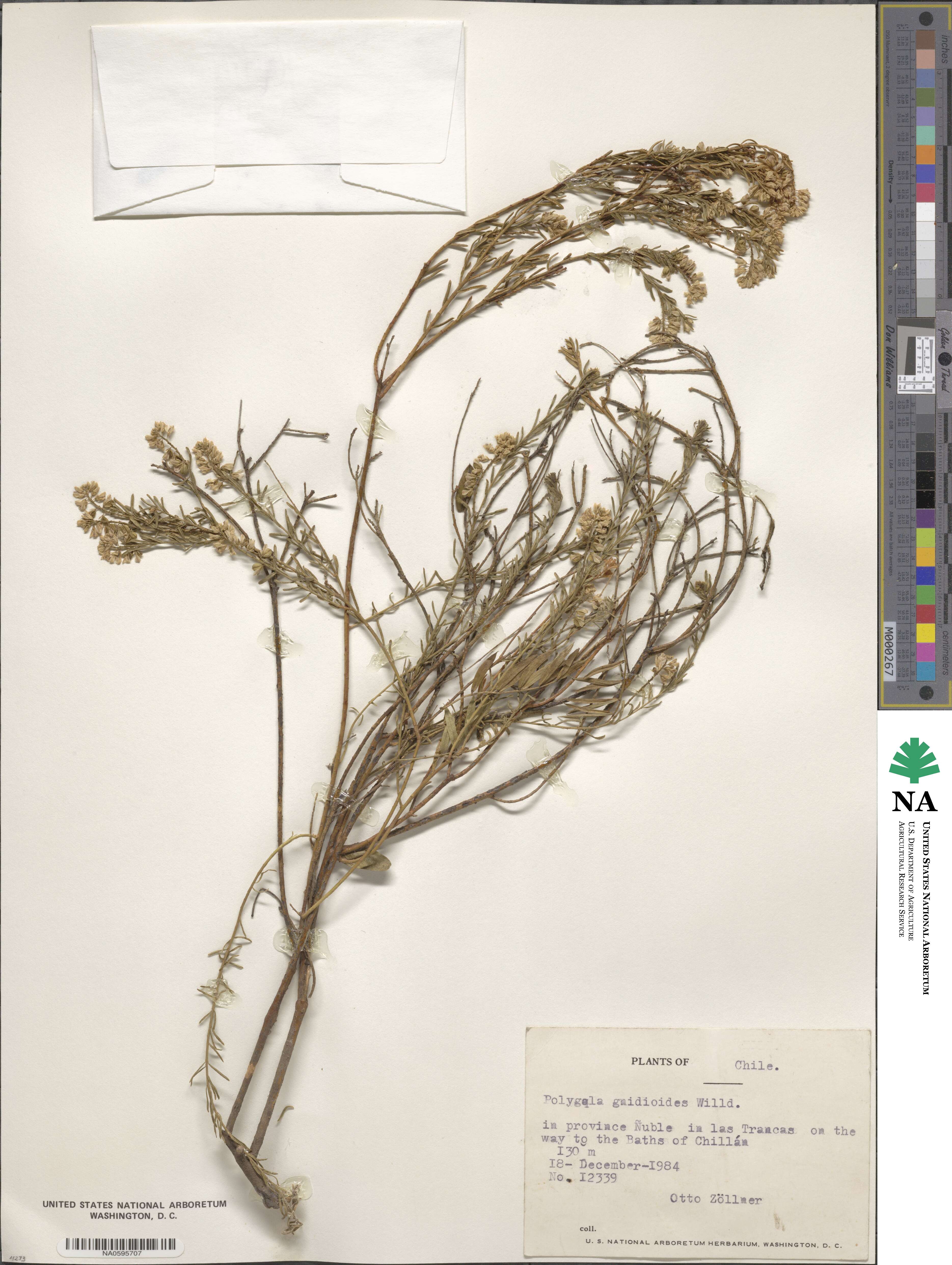 Polygala gnidioides image