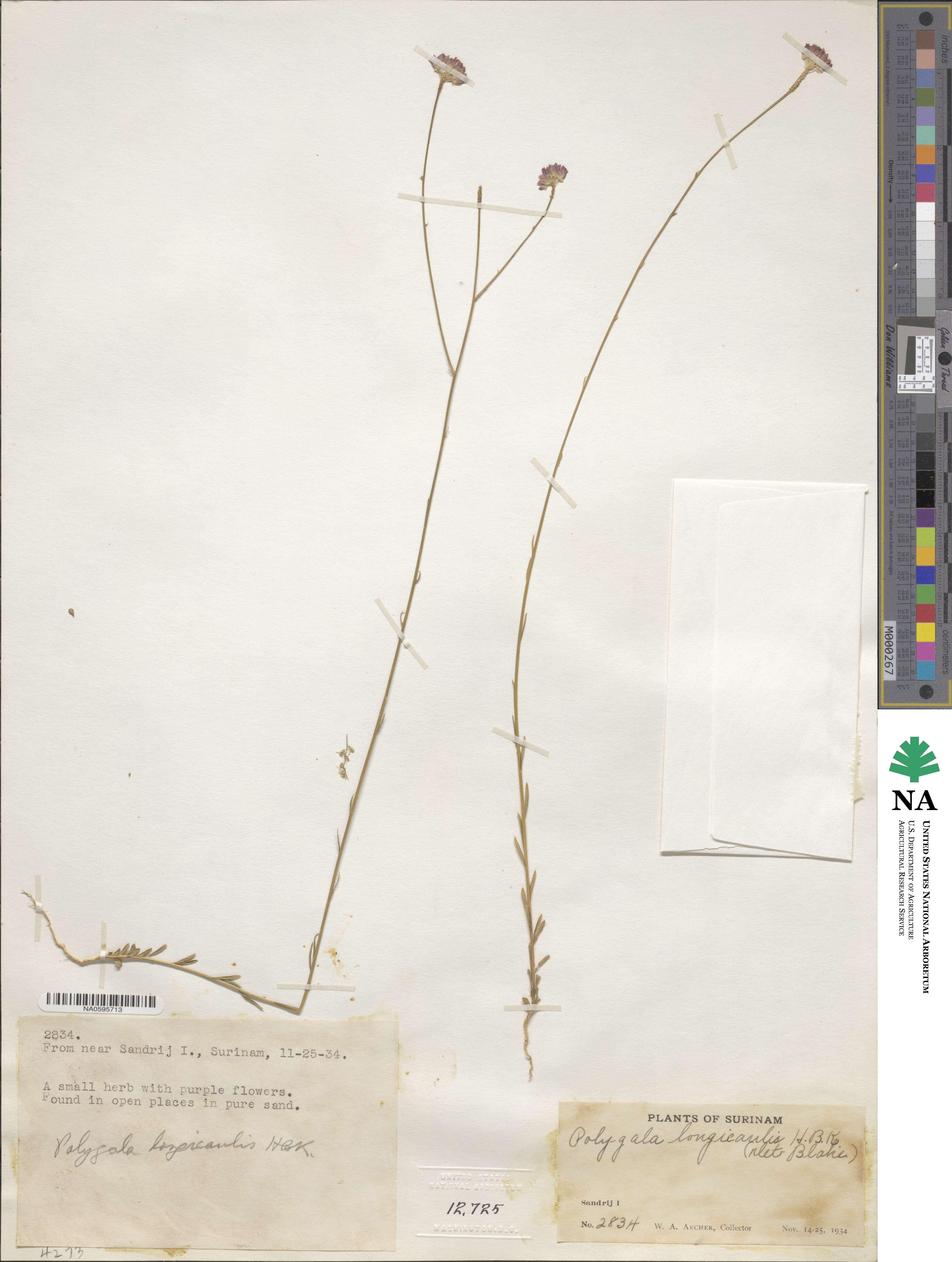 Polygala longicaulis image