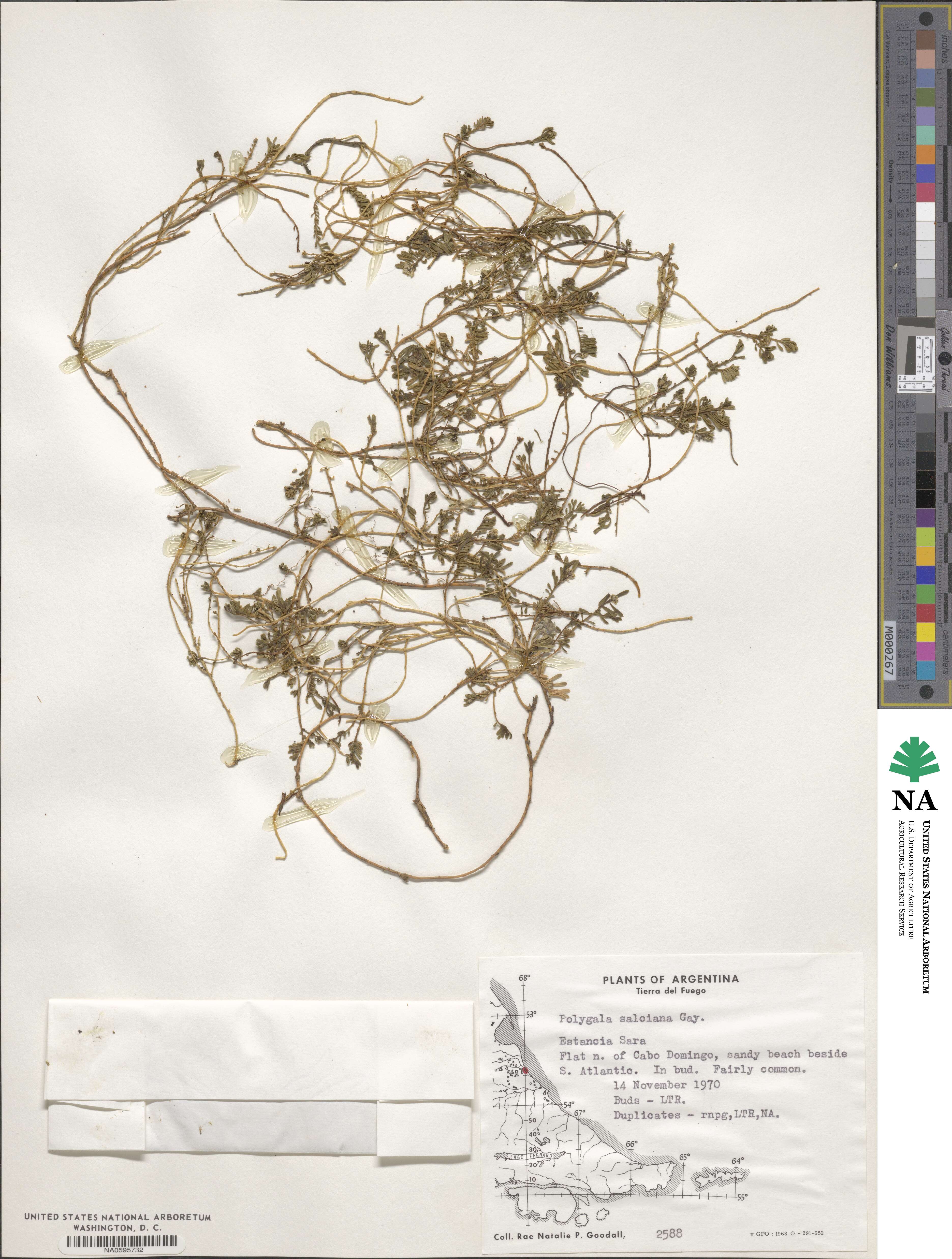 Polygala salasiana image