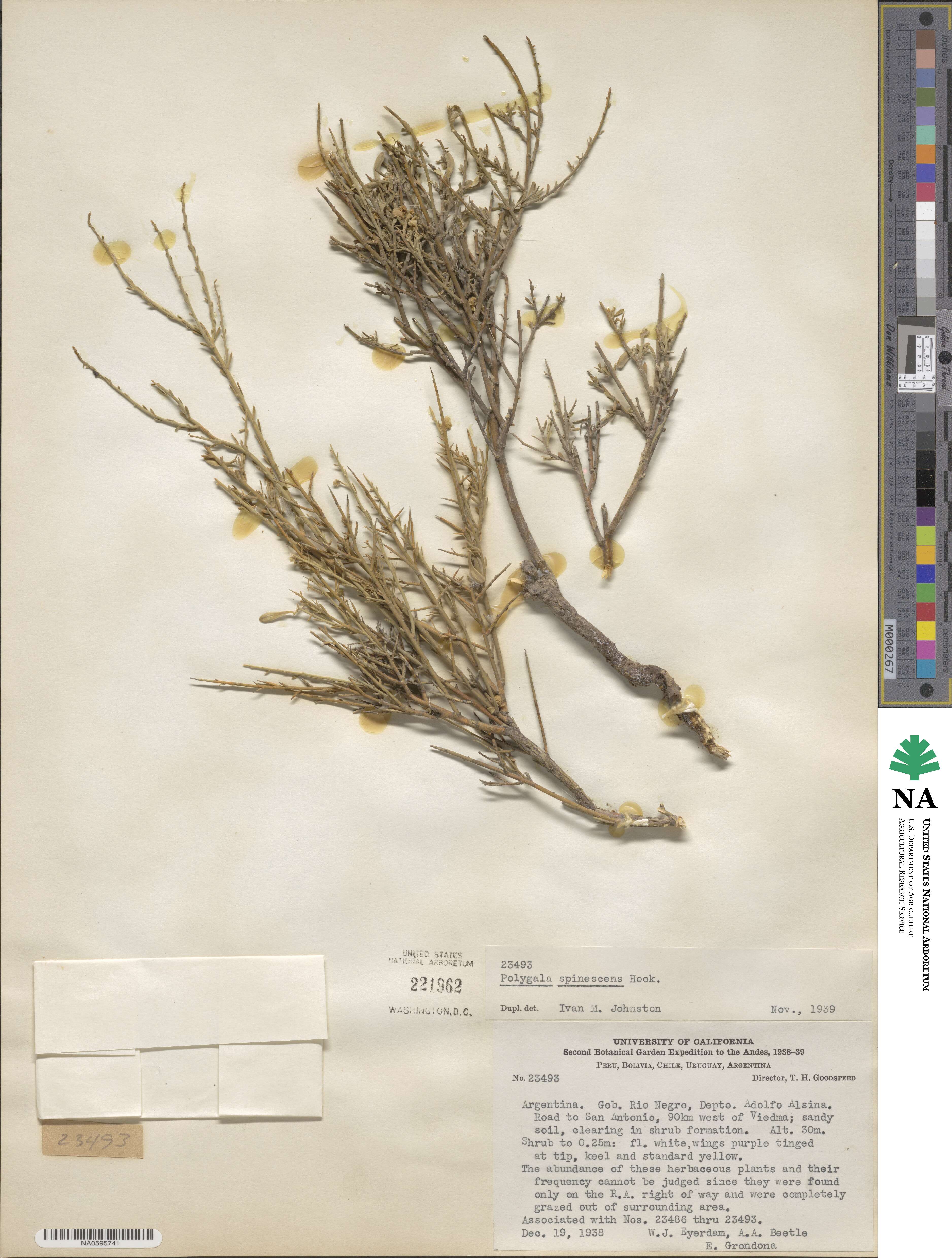 Polygala spinescens image