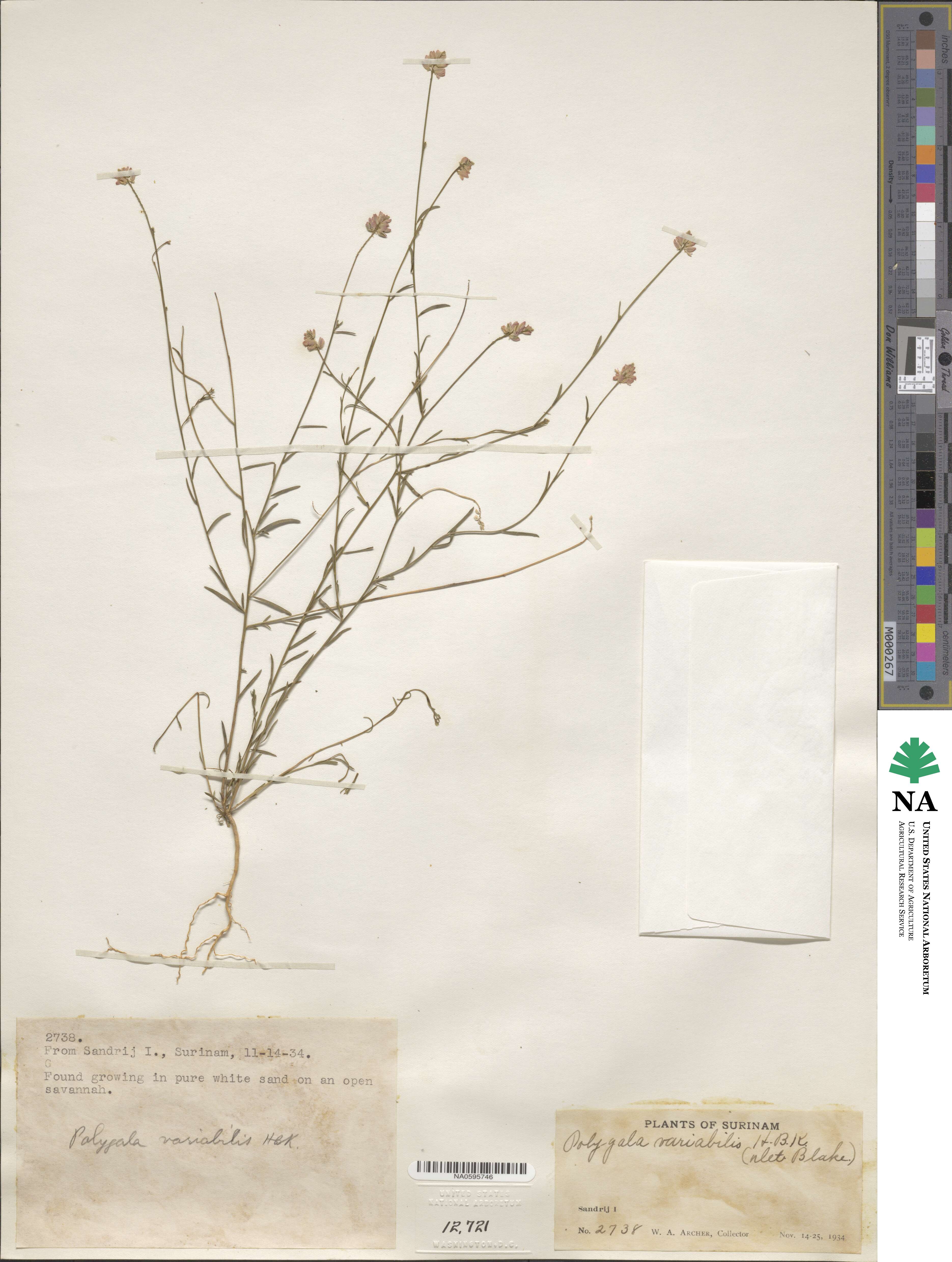 Polygala trichosperma image