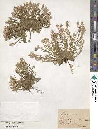 Image of Polygala amara
