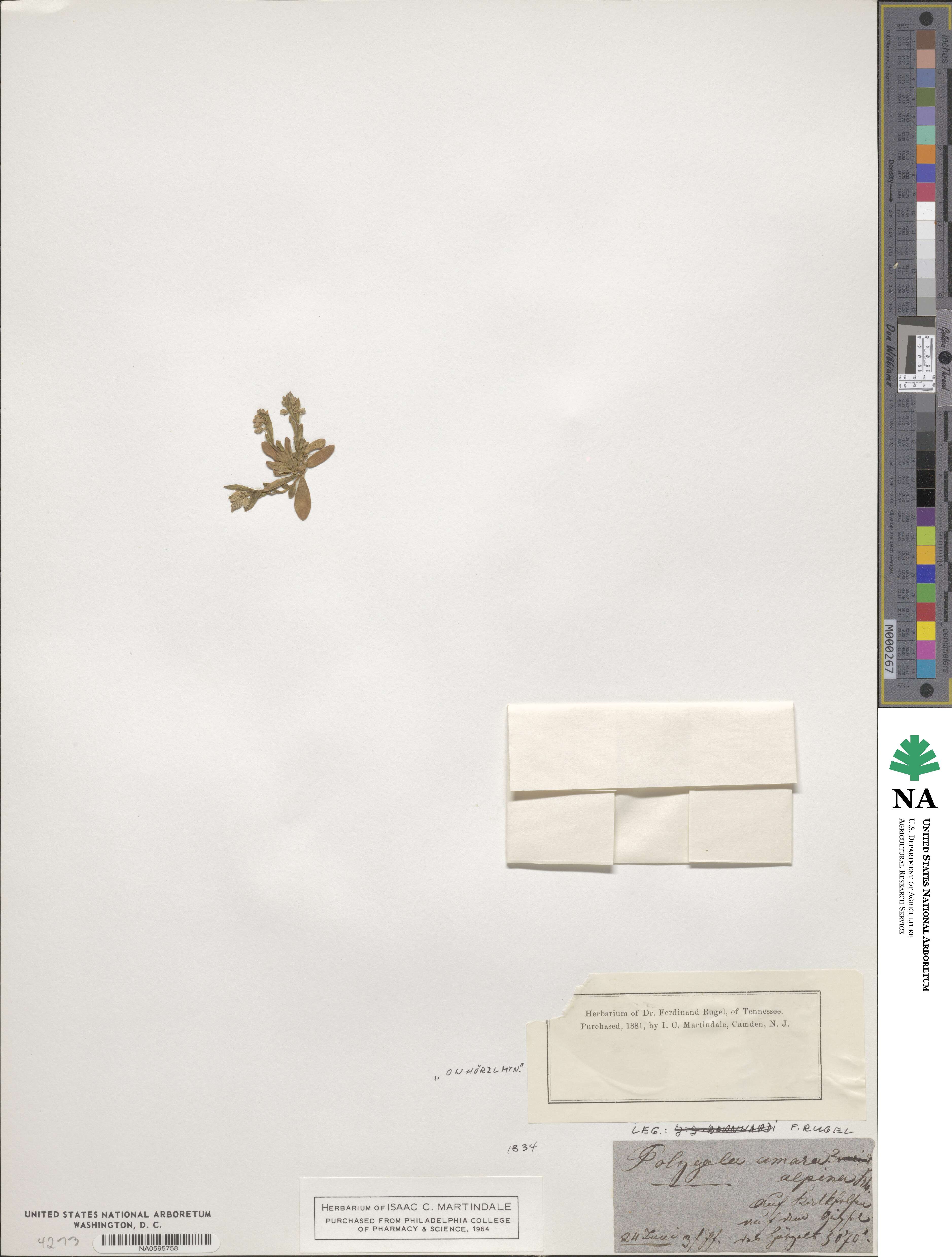 Polygala amara image