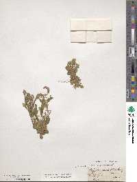 Polygala amara image