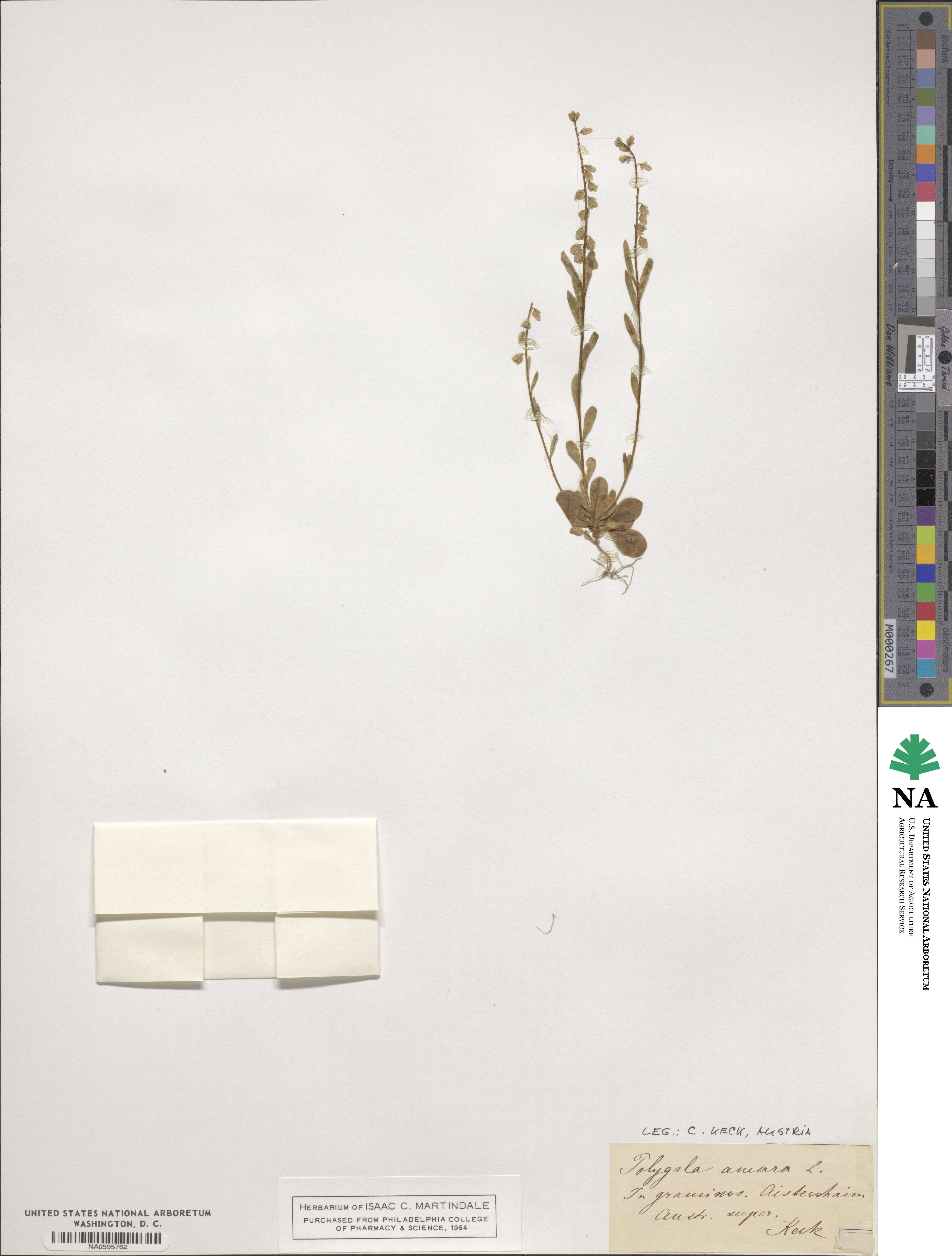 Polygala amara image
