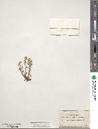 Polygala amara image