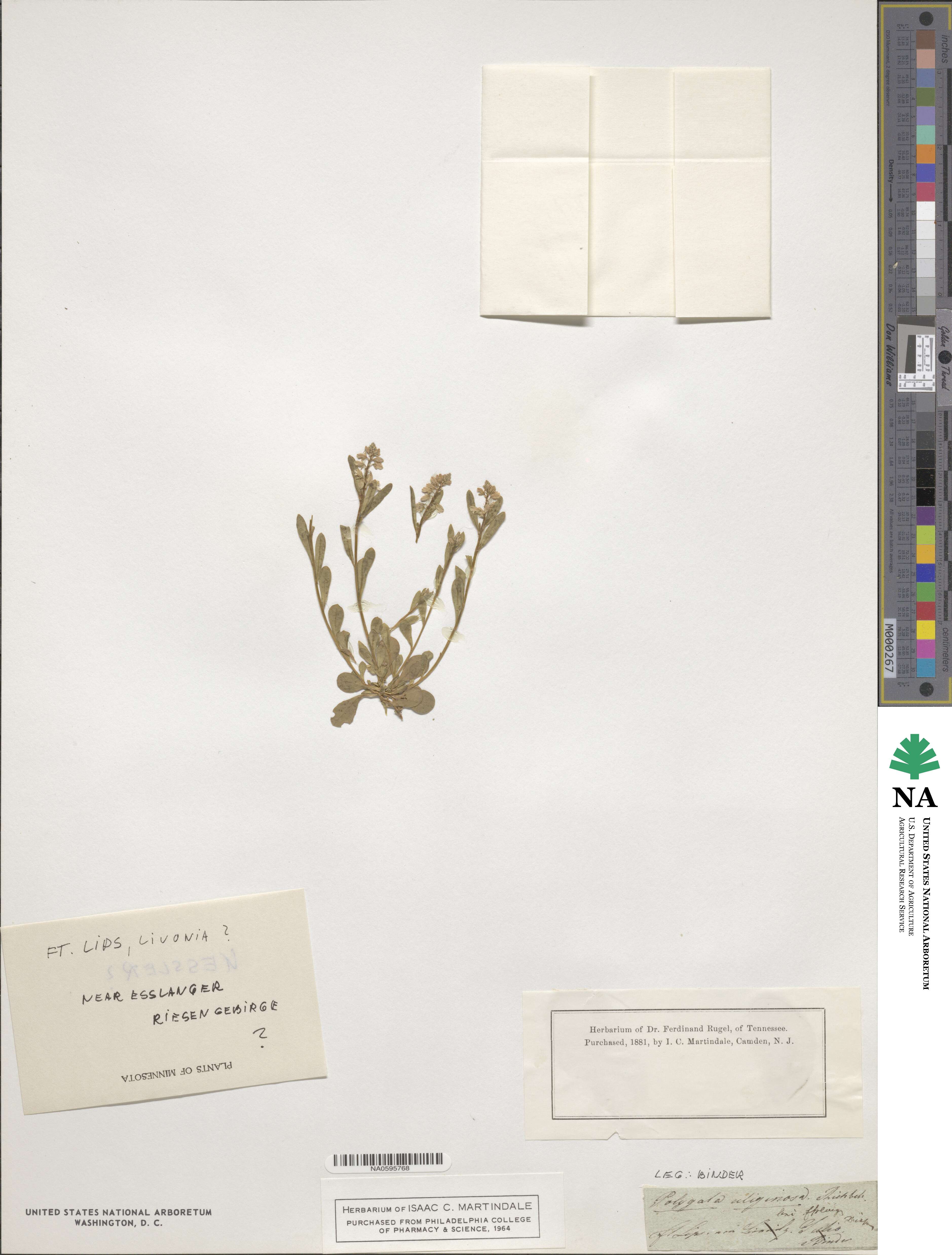 Polygala amarella image