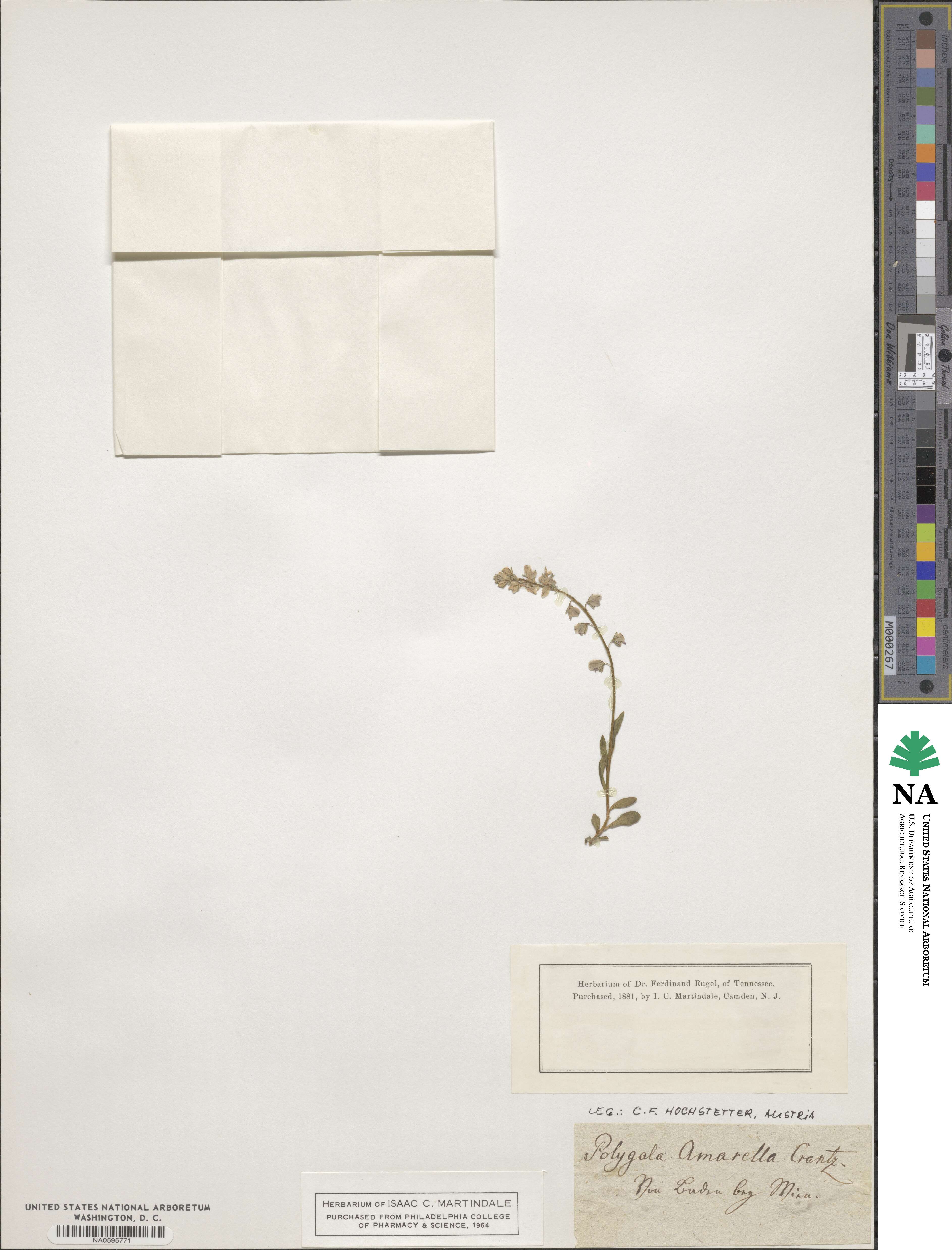 Polygala amarella image