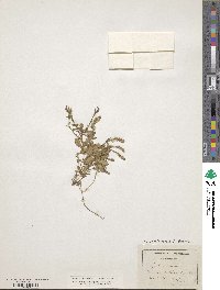 Image of Polygala calcarea