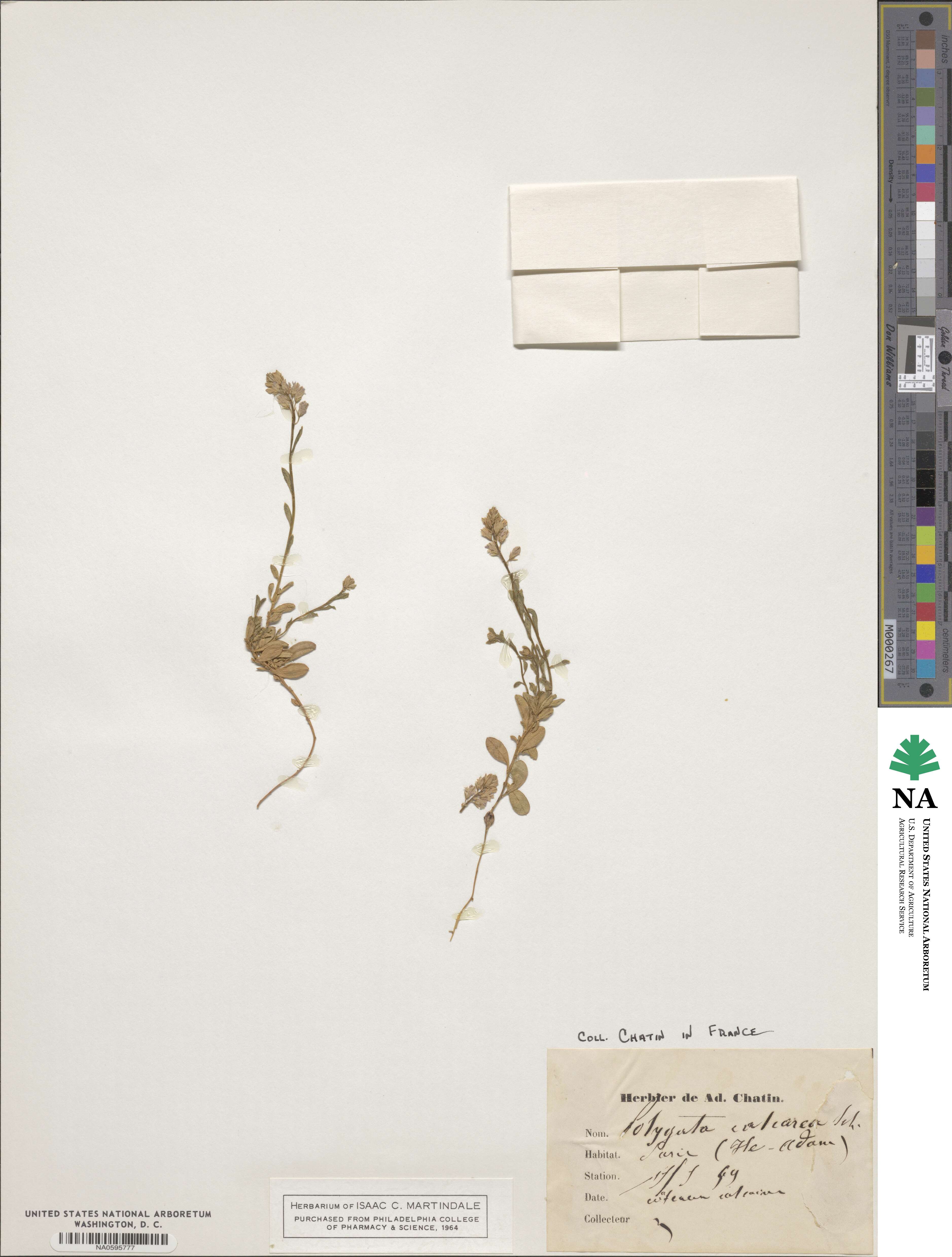 Polygala calcarea image