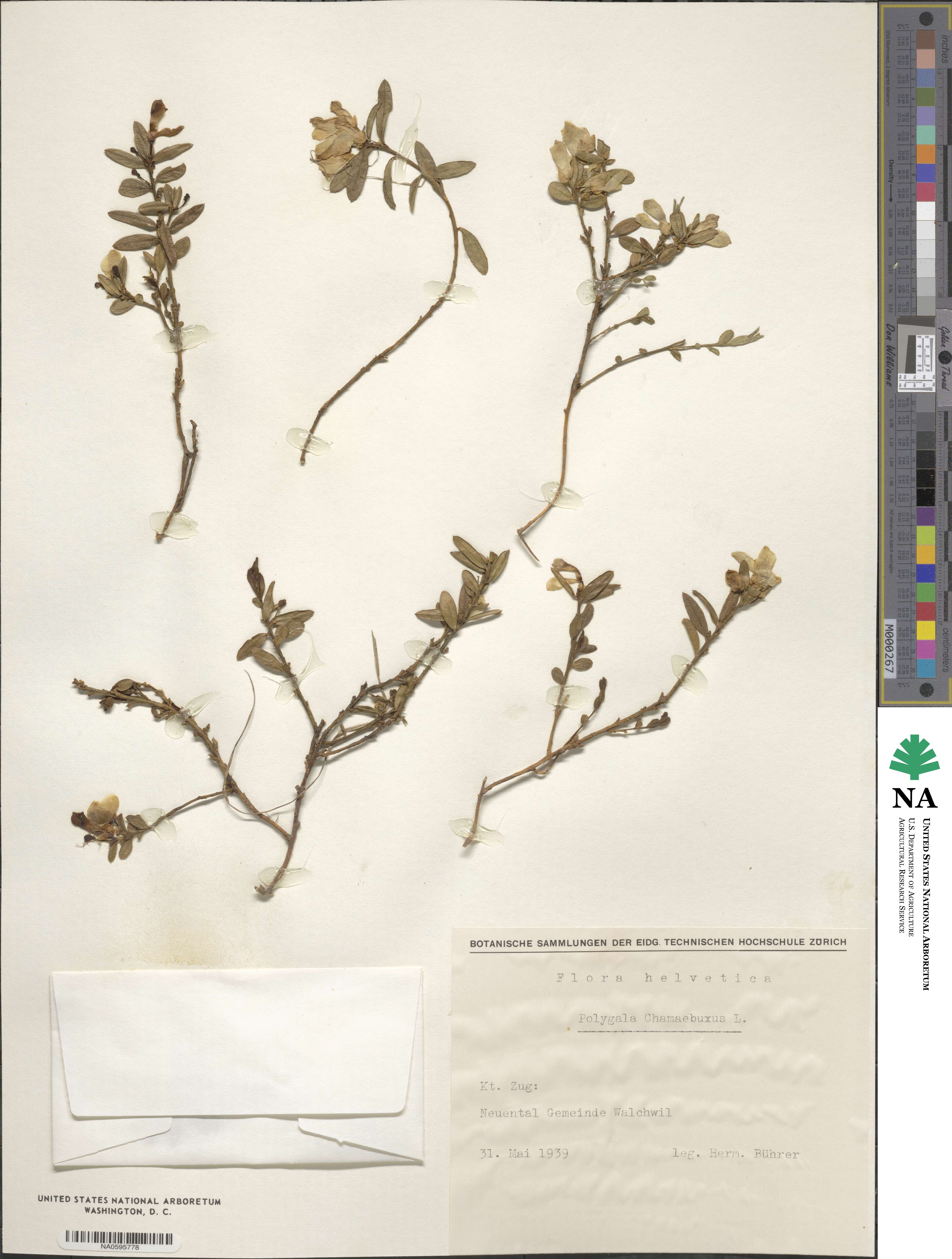 Polygaloides chamaebuxus image