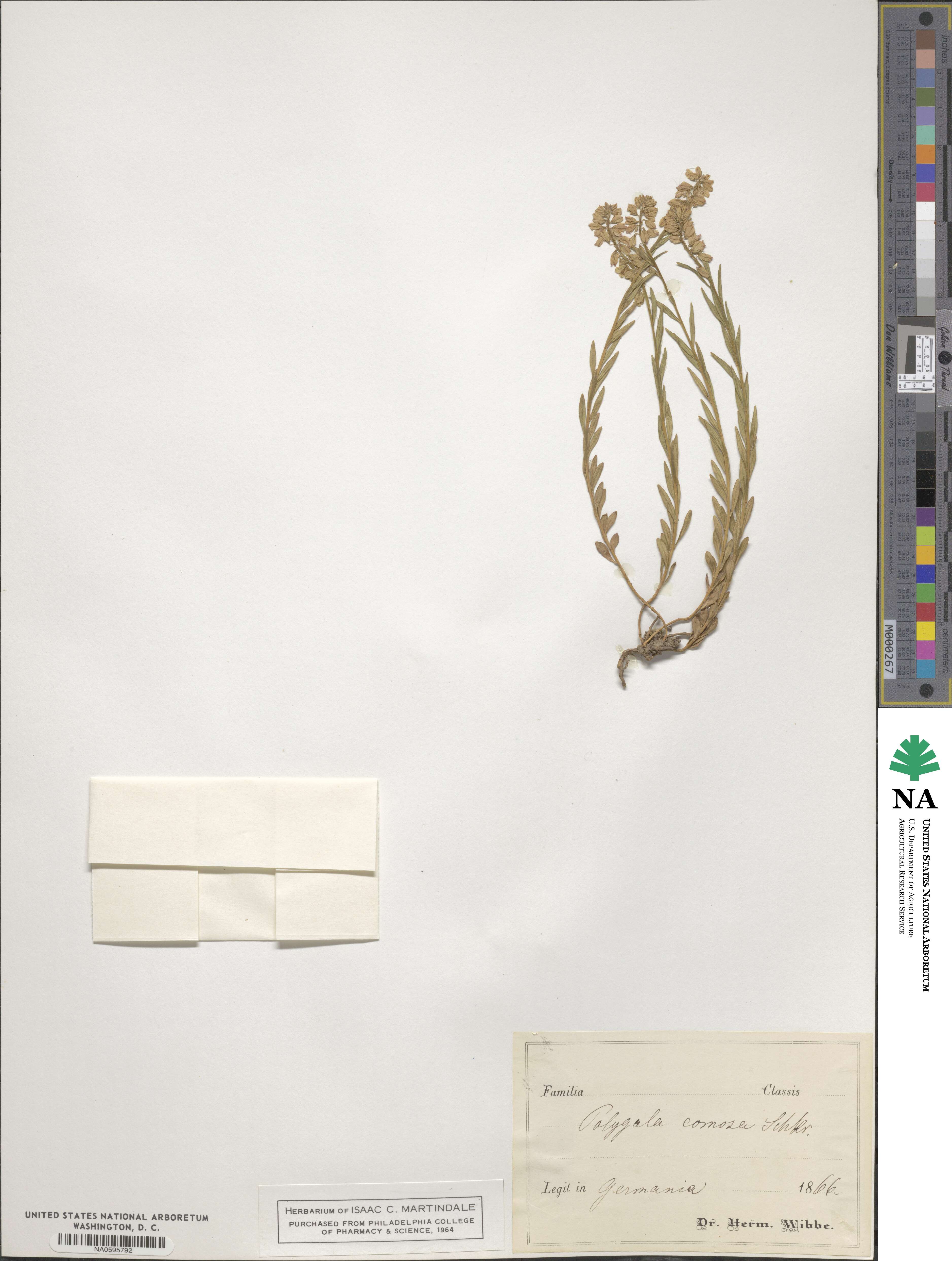 Polygala comosa image