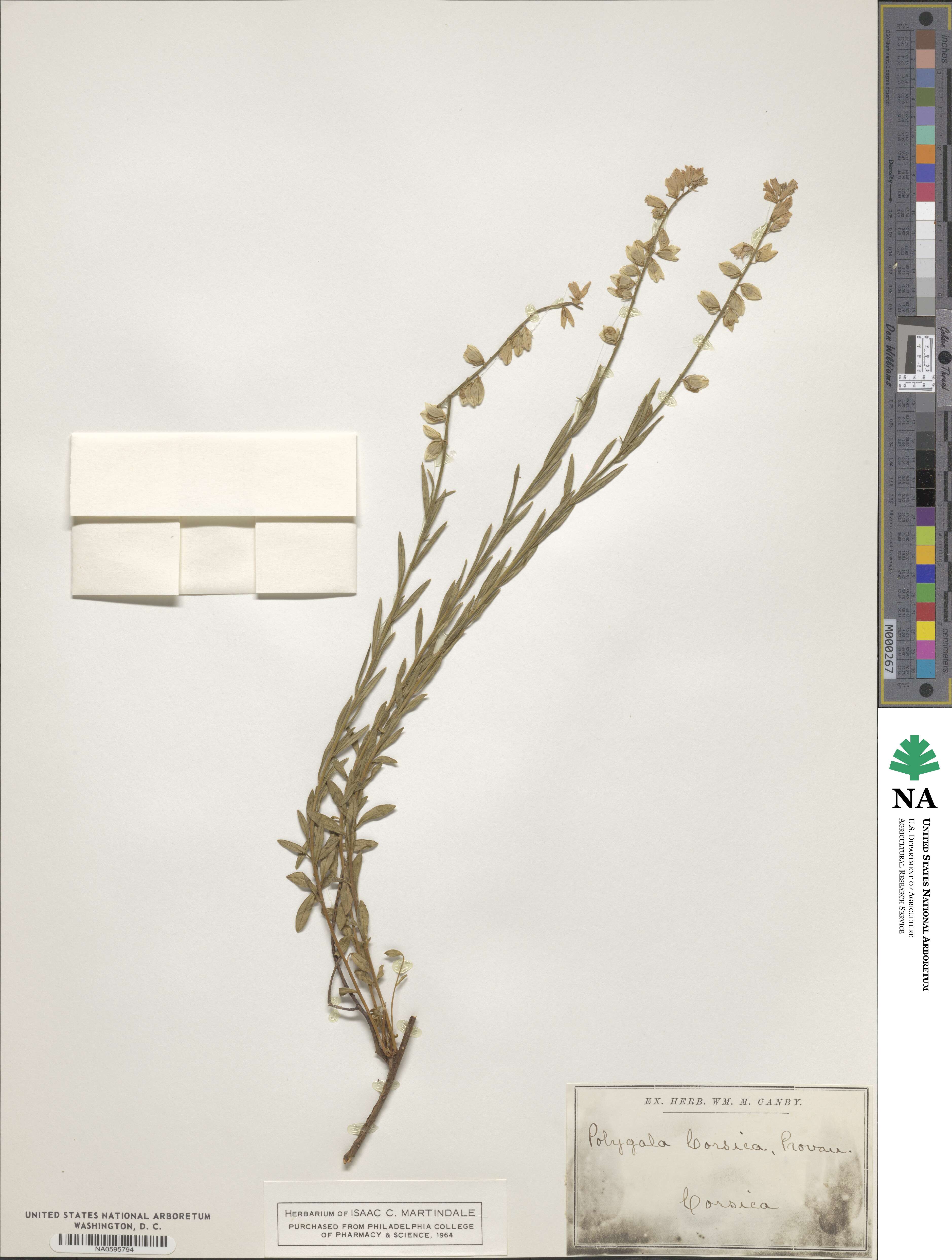 Polygala corsica image