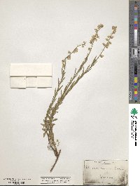 Image of Polygala corsica
