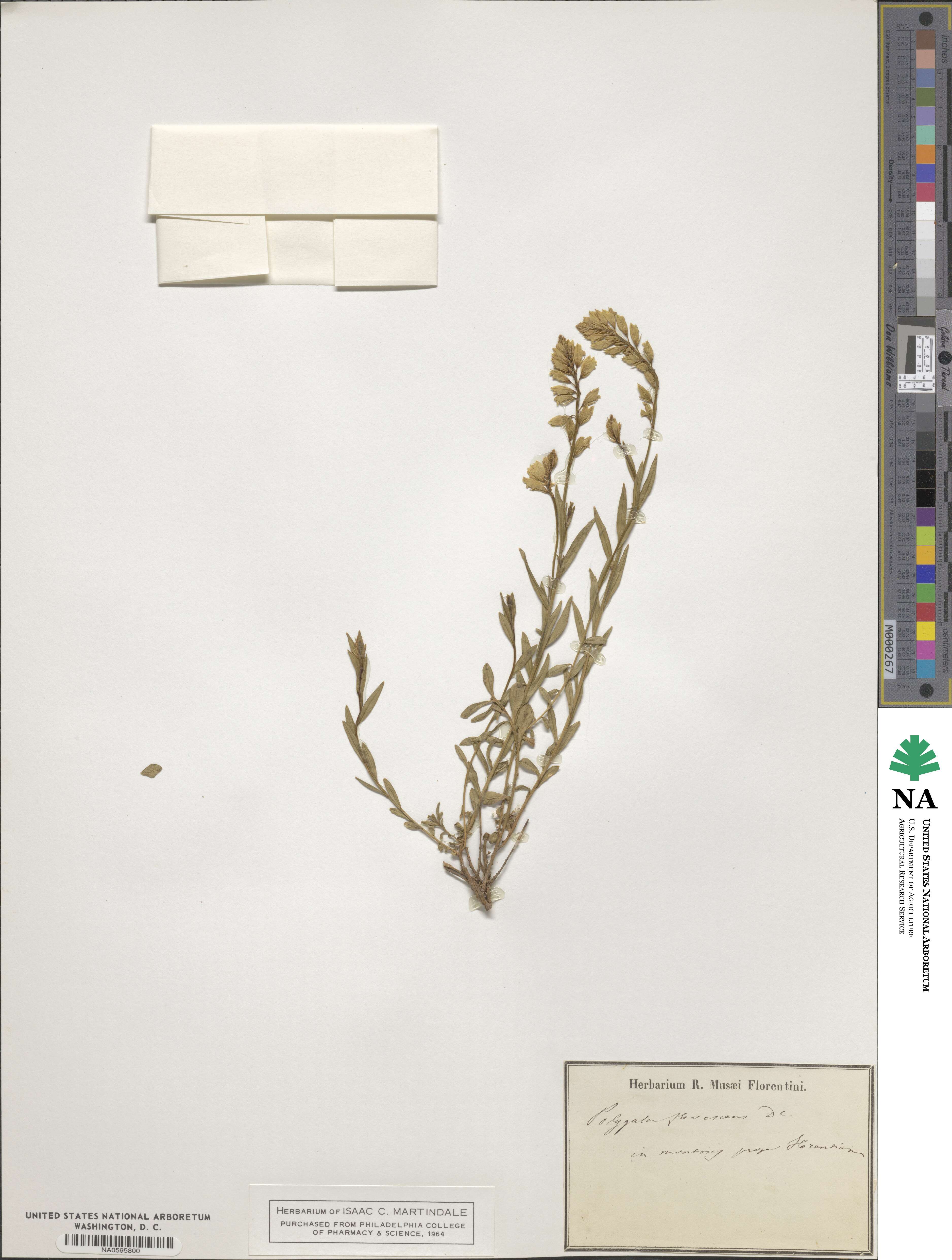Polygala flavescens image