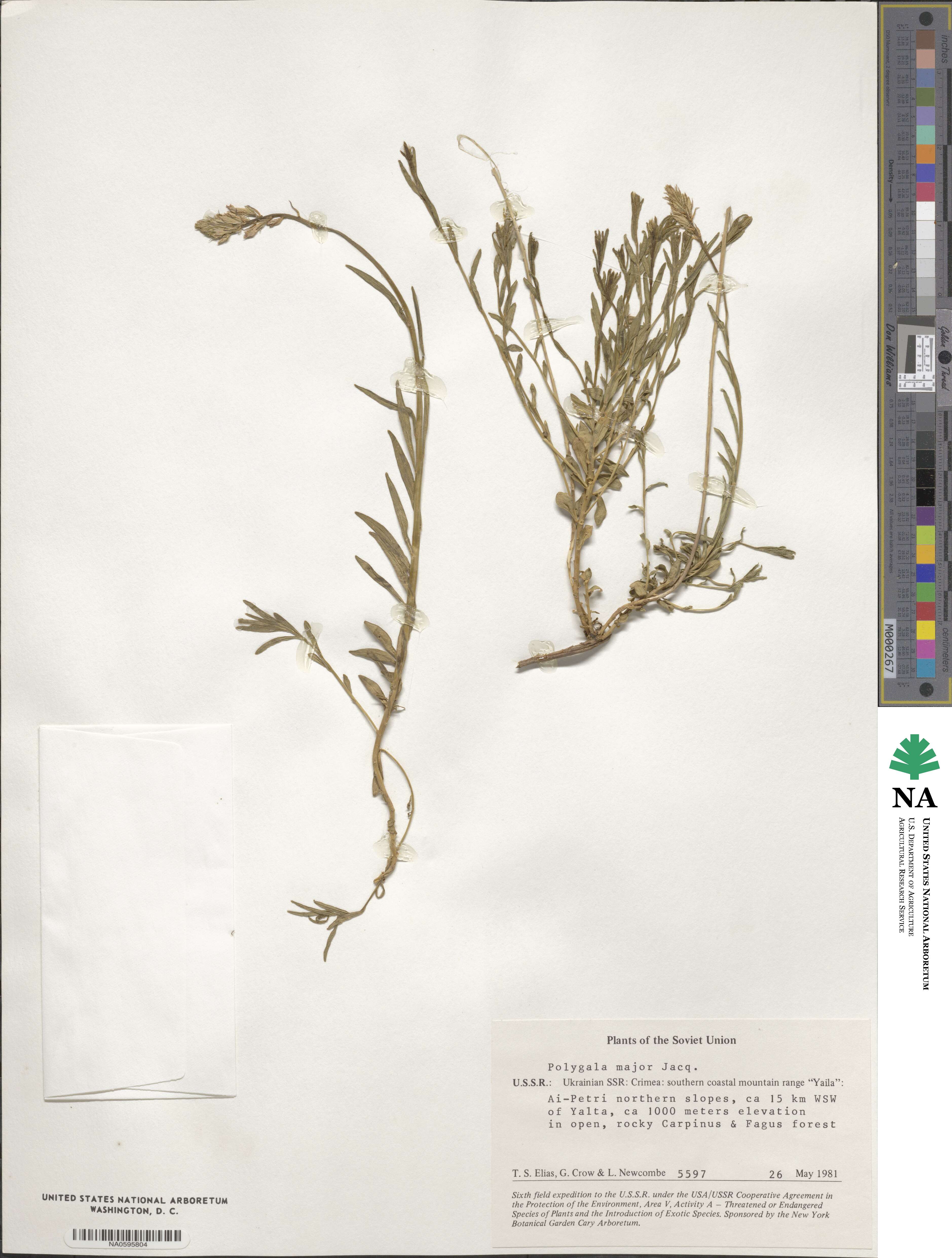 Polygala major image