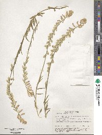 Polygala major image