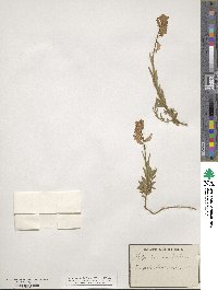 Polygala major image