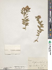 Polygala myrtifolia image