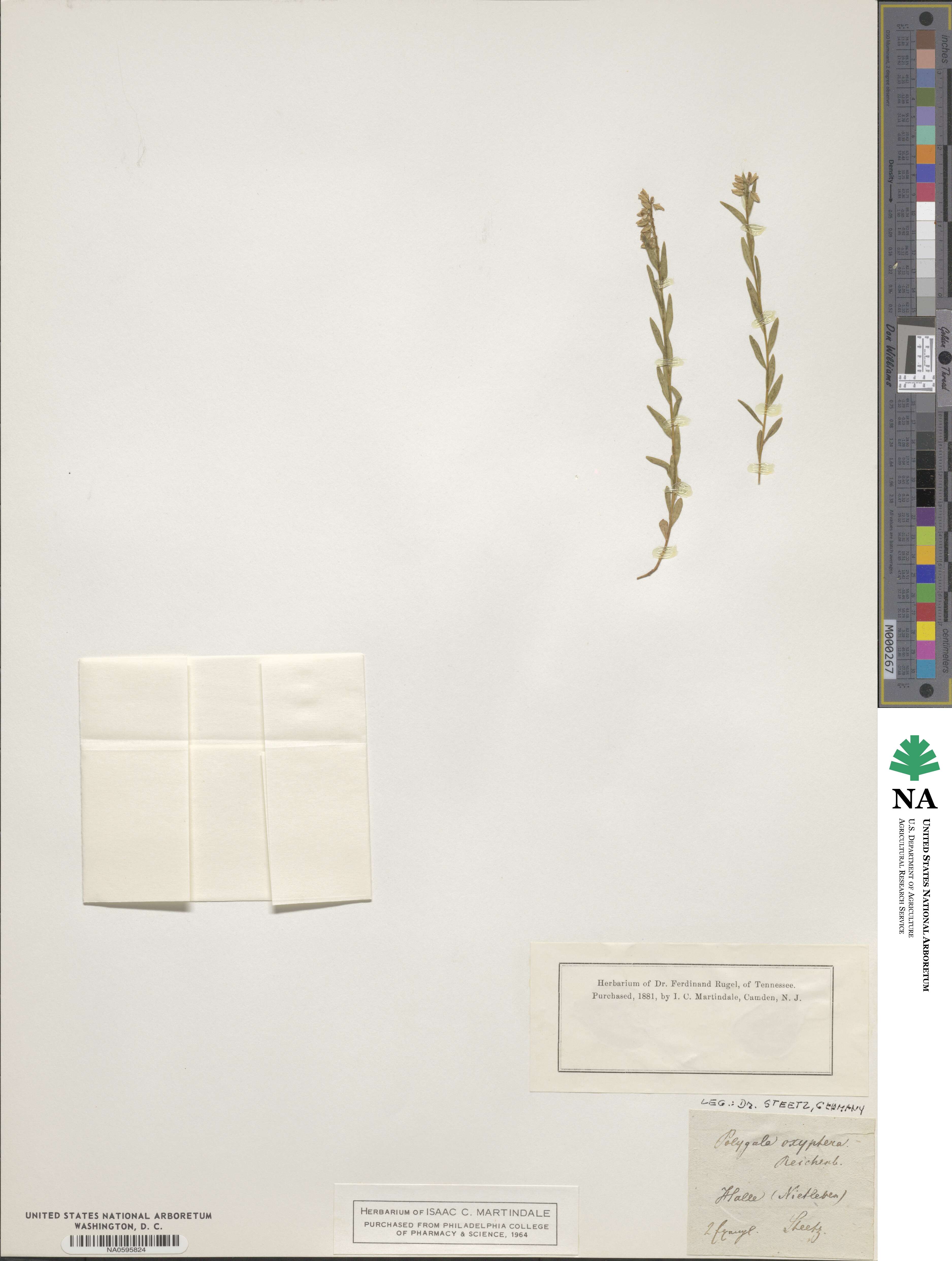 Polygala vulgaris subsp. oxyptera image