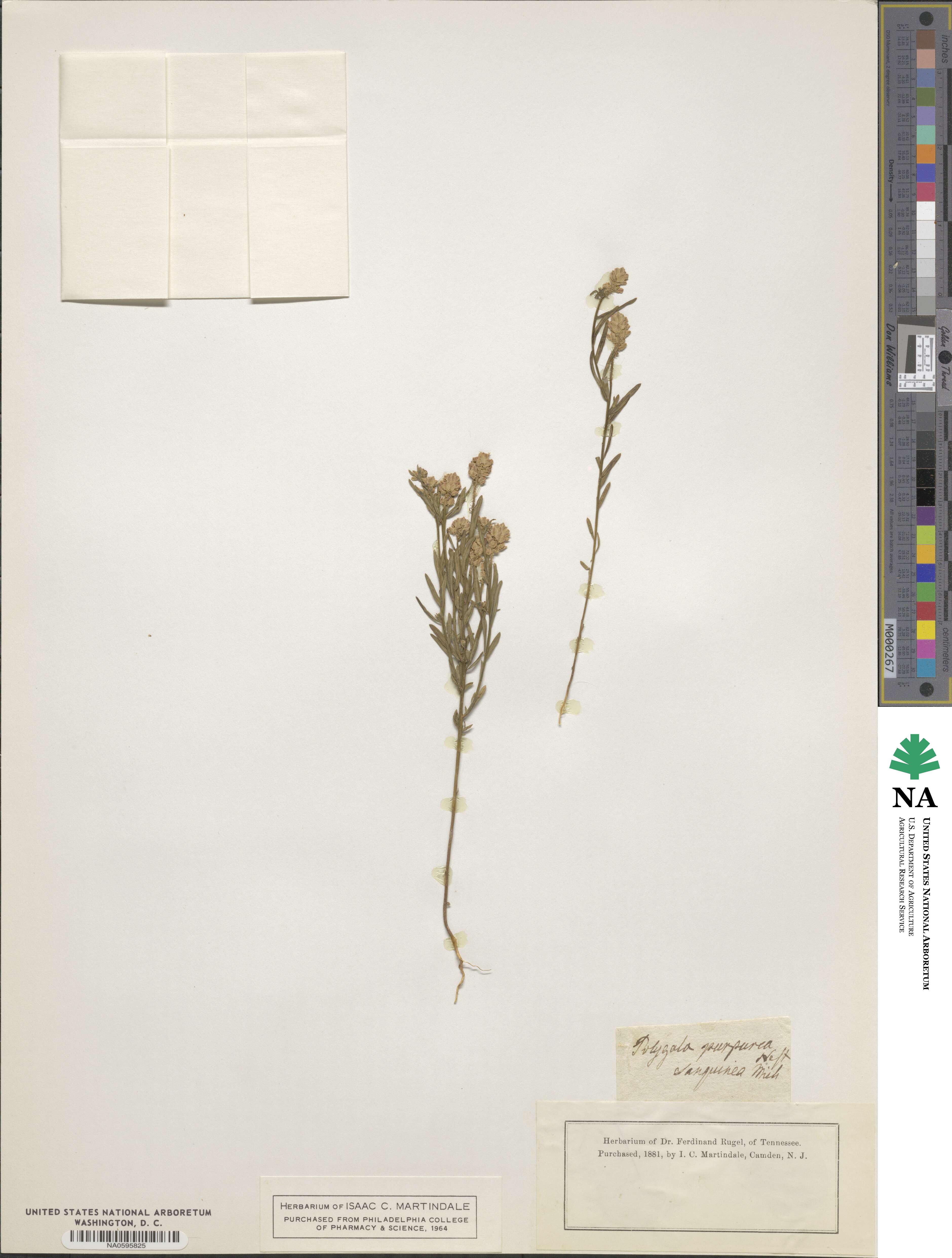 Polygala purpurea image