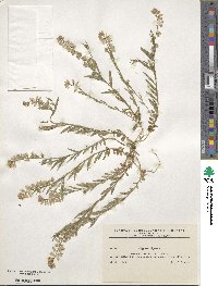 Polygala vulgaris image