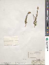 Polygala vulgaris image