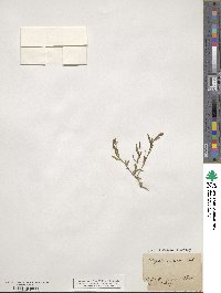 Polygala vulgaris image