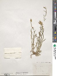 Polygala vulgaris image