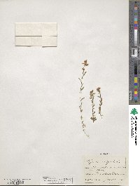 Polygala vulgaris image