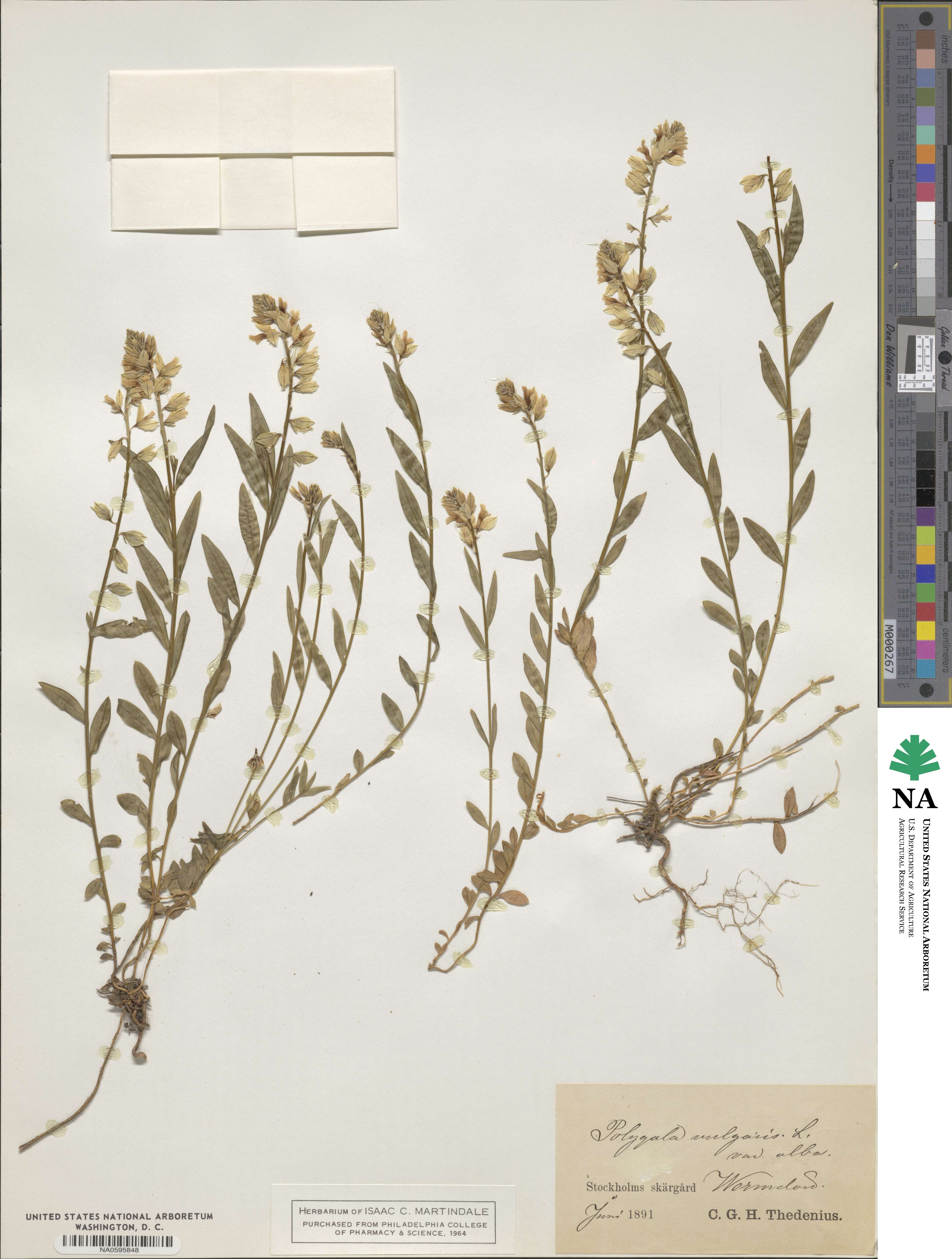 Polygala vulgaris image