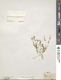 Polygala vulgaris image