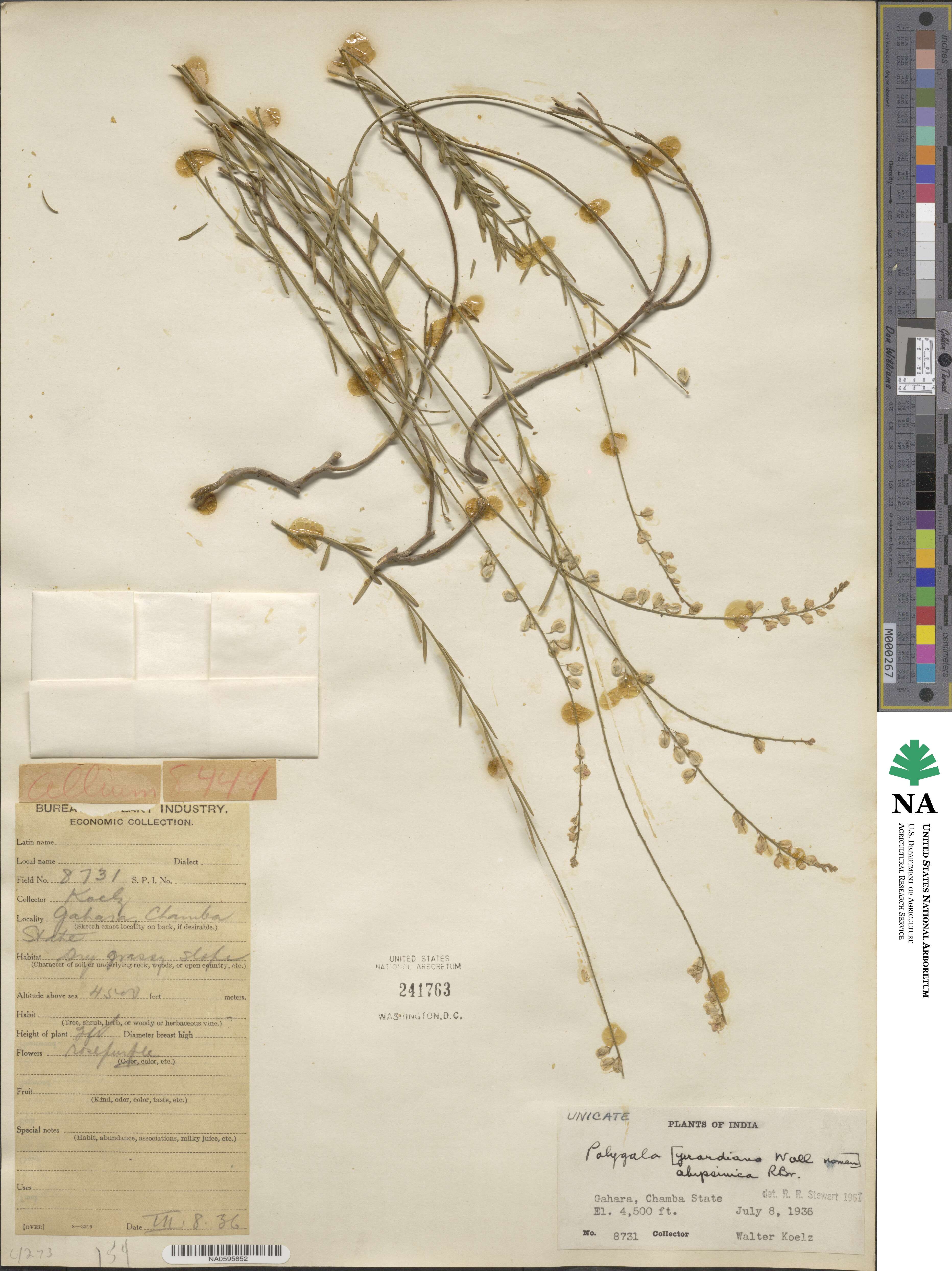 Polygala abyssinica image