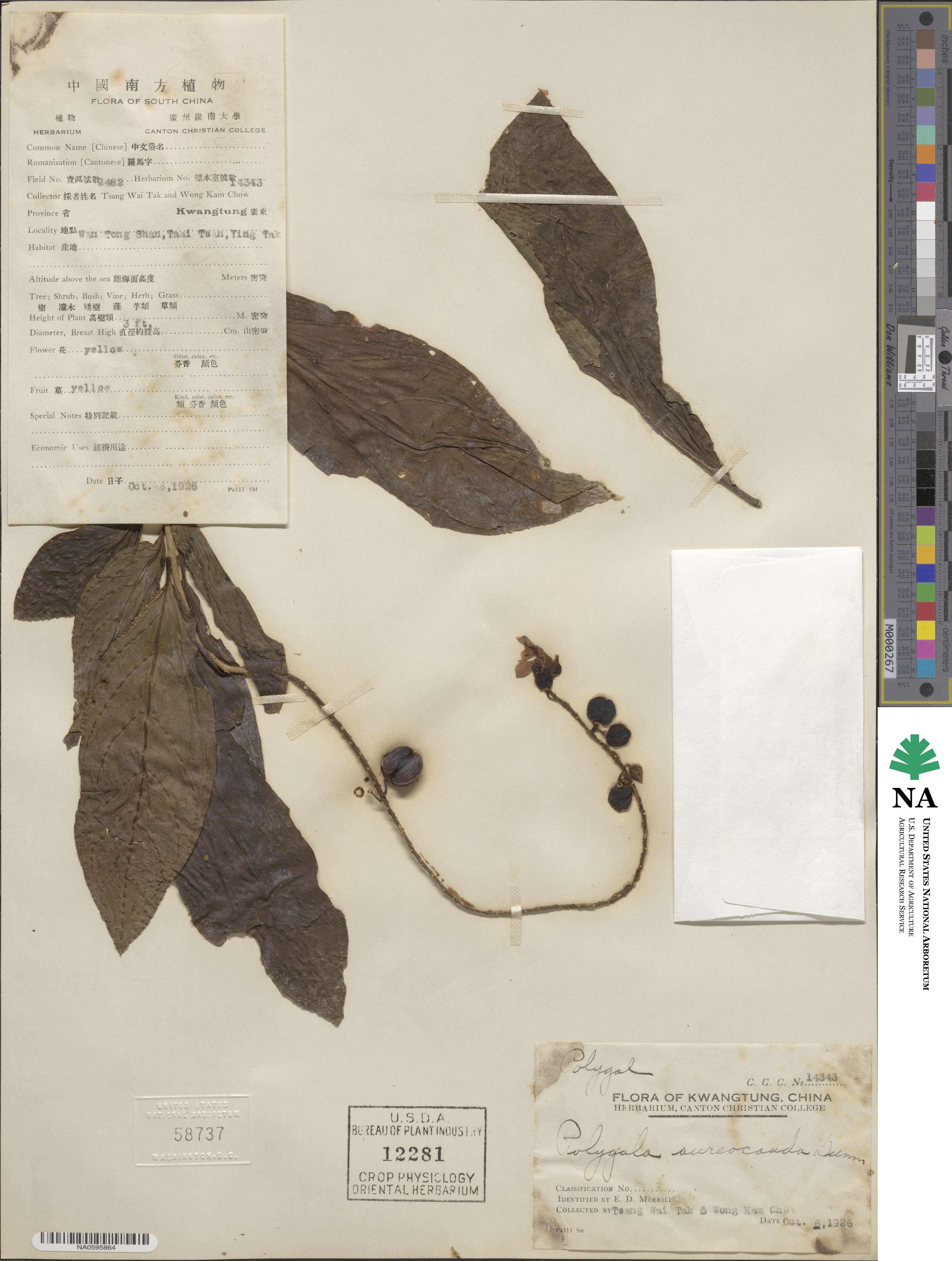 Polygala forbesii image