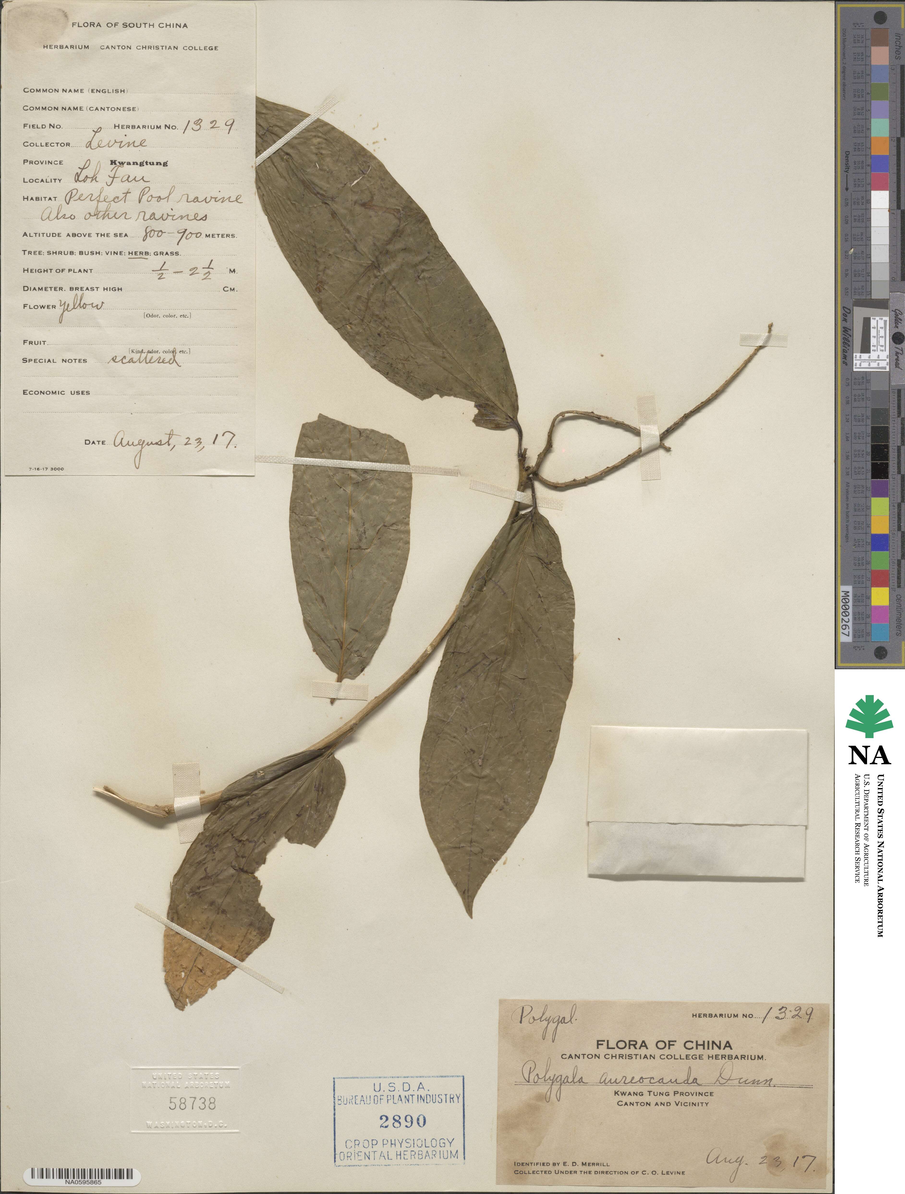 Polygala forbesii image